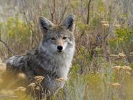 adult black_nose brown_eyes cloudy coyote day eyes_open facing_towards grass gray_fur image mouth_closed outdoors partial_body single standing still white_fur wild winter_coat // 800x600 // 133KB