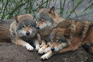 adult black_nose brown_fur cloudy day ears_back eurasian_wolf eyes_closed eyes_open facing_down facing_towards gray_wolf image mouth_closed multiple on_stomach outdoors partial_body resting sleeping squinting still tan_fur wild winter_coat // 2934x1938 // 5.3MB