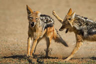 adult black_backed_jackal black_fur black_nose day desert eyes_open facing_side facing_towards full_body image mouth_closed mouth_open multiple orange_eyes outdoors partial_body playing red_fur standing sunny wild // 1400x931 // 272KB