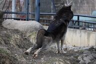 adult black_fur black_nose day facing_away full_body grass gray_fur gray_wolf image mouth_closed outdoors pawpads single standing stretching sunny wild winter_coat zoo // 1620x1080 // 371KB