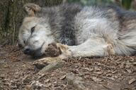 adult brown_eyes cloudy day eyes_open facing_side forest gray_fur gray_wolf image mouth_closed on_side outdoors partial_body resting single still summer_coat white_fur wild // 4096x2731 // 1.7MB