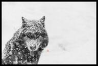 adult black_fur black_nose day eyes_open facing_towards gray_eyes gray_wolf image male mouth_closed partial_body resting sitting snow snowing still wild winter_coat // 2048x1389 // 258KB