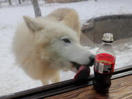 adult black_nose brown_eyes captivity cloudy cute day eyes_open facing_side funny gray_wolf image licking mouth_open outdoors partial_body snow standing tan_fur tongue winter_coat zoo // 1280x960 // 736KB