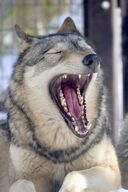 adult black_nose captivity day ears_back eyes_closed facing_towards gray_wolf image mouth_open on_stomach outdoors partial_body resting single teeth tongue winter_coat yawning // 1144x1717 // 240KB