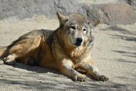 adult black_nose brown_fur captivity day eastern_wolf eyes_open facing_towards full_body gray_wolf image mouth_closed on_stomach outdoors resting single still winter_coat zoo // 1620x1080 // 263KB