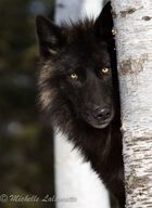adult black_fur black_nose day eyes_open facing_towards gray_wolf image mouth_closed outdoors partial_body single standing still wild winter_coat yellow_eyes // 736x1008 // 96KB