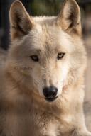 adult black_nose brown_eyes captivity day eyes_open facing_towards gray_wolf image mouth_closed on_stomach outdoors partial_body resting single still sunny tan_fur tundra_wolf winter_coat zoo // 2730x4096 // 1.3MB