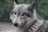 adult black_nose brown_eyes captivity cloudy cute day ears_back eurasian_wolf eyes_open facing_towards gray_fur gray_wolf image mouth_closed outdoors partial_body single standing still winter_coat // 1620x1080 // 177KB