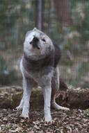 adult black_fur black_nose cute day eyes_open facing_towards full_body funny gray_fur gray_wolf image mouth_closed single standing summer_coat wild // 1365x2048 // 340KB