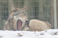 adult black_nose captivity cloudy day eurasian_wolf eyes_closed facing_side gray_fur gray_wolf image mouth_open on_stomach outdoors partial_body resting single tan_fur teeth tongue winter_coat yawning // 1920x1280 // 685KB