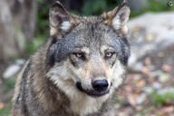 adult black_nose brown_eyes cloudy day eyes_open facing_towards gray_wolf image mouth_closed outdoors partial_body single standing still wild winter_coat // 1166x778 // 780KB