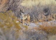 adult black_nose brown_eyes brown_fur coyote day eyes_open facing_side full_body grass image mouth_closed outdoors single standing summer_coat walking white_fur wild // 3536x2544 // 2.6MB