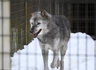 adult brown_eyes day eyes_open facing_side gray_fur gray_wolf image mouth_open outdoors panting single snow standing teeth tongue walking wild winter_coat zoo // 1410x1025 // 169KB