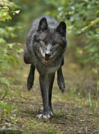 adult black_fur black_nose day eyes_open facing_towards full_body gray_wolf mouth_open orange_eyes outdoors single standing standing_biped sunny tongue wild // 970x1300 // 351KB