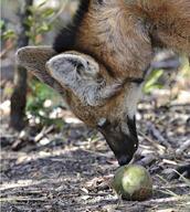 adult black_fur black_nose day eating eyes_open facing_down image maned_wolf mouth_open outdoors partial_body portrait red_fur standing sunny white_fur wild // 1337x1493 // 799KB