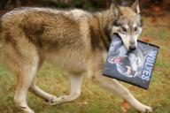 adult black_nose book brown_fur day eyes_open facing_towards funny gray_wolf holding_something mouth_open orange_eyes outdoors single standing sunny wild // 640x426 // 48KB
