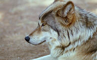 adult black_nose day eyes_open facing_side gray_fur gray_wolf image mouth_closed orange_eyes outdoors partial_body portrait resting single sunny tan_fur wild // 1920x1200 // 879KB
