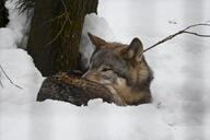 adult black_nose brown_eyes brown_fur curled cute day eyes_open facing_side forest gray_fur gray_wolf image mouth_closed outdoors partial_body resting single snow still wild winter_coat // 1620x1080 // 163KB