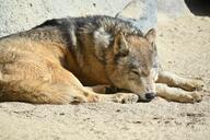 adult black_nose day eyes_closed facing_towards full_body gray_fur gray_wolf image mouth_closed on_stomach outdoors resting single sleeping still wild winter_coat // 1620x1080 // 377KB