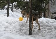 adult black_nose brown_fur captivity day eyes_open facing_away full_body gray_wolf image mouth_closed outdoors playing single snow standing winter_coat // 2048x1426 // 300KB
