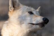 adult black_nose brown_eyes captivity cute day eyes_open facing_side gray_wolf image mouth_closed outdoors partial_body single standing still sunny tan_fur winter_coat // 4096x2730 // 1.0MB