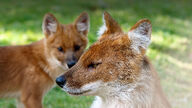 adult black_nose captivity day dhole eyes_open facing_side facing_towards grass image mouth_closed multiple orange_eyes outdoors partial_body portrait red_fur resting sitting standing still summer_coat sunny white_fur young zoo // 1920x1080 // 377KB