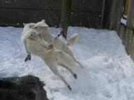adult captivity day eyes_open facing_away facing_side full_body gray_wolf image jumping mouth_open multiple outdoors playing snow snowing standing_biped tan_fur tundra_wolf // 2048x1536 // 306KB