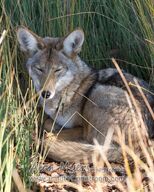 adult black_nose brown_fur coyote curled cute day eyes_closed facing_towards grass gray_fur image mouth_closed outdoors partial_body resting single still sunny wild winter_coat // 1100x1375 // 335KB