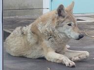 adult black_nose captivity cloudy day eyes_open facing_side full_body gray_wolf image mouth_closed on_stomach outdoors resting single still tan_fur winter_coat zoo // 1836x1377 // 386KB