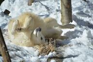 adult black_nose day eyes_open facing_up full_body image mouth_closed on_back outdoors rolling single snow sunny tan_fur wild winter_coat // 1672x1115 // 219KB