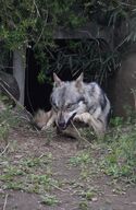 adult black_nose captivity day eyes_open facing_towards gray_fur gray_wolf image mouth_open outdoors partial_body running single standing teeth winter_coat // 873x1338 // 242KB