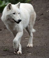 adult black_nose brown_eyes captivity cloudy day eyes_open facing_side full_body gray_wolf hudson_bay_wolf image mouth_open outdoors single standing summer_coat walking // 2730x3245 // 4.2MB