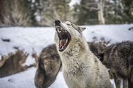 adult black_nose day ears_back eyes_closed facing_side facing_towards gray_wolf image mouth_open outdoors partial_body single sitting snow teeth tongue wild winter_coat yawning // 8640x5760 // 27MB