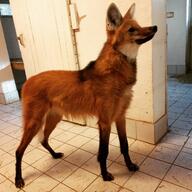 adult black_fur black_nose captivity day eyes_open facing_side full_body image indoors maned_wolf mouth_closed orange_eyes red_fur single standing still summer_coat sunny white_fur // 1080x1080 // 119KB