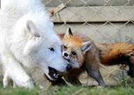 adult black_nose captivity cute day eyes_open facing_side facing_towards fox funny gray_wolf image mouth_open multiple_species outdoors partial_body playing standing teeth wet_fur // 492x348 // 114KB