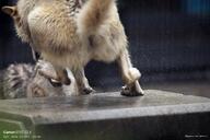 adult captivity cloudy day facing_away gray_fur gray_wolf image multiple outdoors partial_body raining running standing tan_fur wet_fur winter_coat // 3888x2592 // 1.5MB