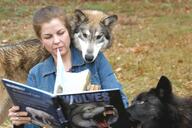 adult black_nose book brown_fur day eyes_open facing_towards gray_wolf human mouth_closed multiple orange_eyes outdoors partial_body sunny wild // 640x426 // 45KB