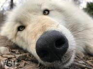 adult black_nose captivity close_up day eyes_open facing_towards mouth_closed orange_eyes outdoors partial_body single summer_coat sunny tundra_wolf white_fur // 1200x900 // 146KB