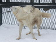 adult black_nose captivity cute day eyes_open facing_side full_body gray_wolf image mouth_closed outdoors snow snowing squinting standing tan_fur // 1280x960 // 1005KB
