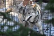 adult amber_eyes black_nose captivity day eyes_open facing_side gray_fur gray_wolf image mouth_closed outdoors partial_body silly single standing walking white_fur winter_coat zoo // 1620x1080 // 276KB