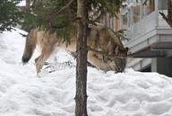 adult brown_fur day ears_back eurasian_wolf eyes_open facing_down full_body gray_wolf image mouth_closed outdoors playing single snow squinting standing urban wild winter_coat // 2048x1373 // 317KB