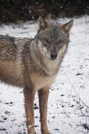 black_nose brown_eyes brown_fur day eyes_open facing_towards gray_fur image mouth_closed outdoors partial_body red_wolf single snow snowing standing still tan_fur wild winter_coat // 1080x1616 // 260KB