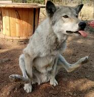 adult black_nose captivity day eyes_open facing_towards full_body funny gray_wolf mouth_closed orange_eyes outdoors pawpads single sitting sunny tongue // 1056x1094 // 615KB