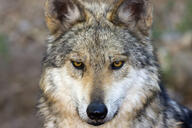 adult black_nose day eyes_open facing_towards gray_wolf mouth_closed orange_eyes outdoors partial_body single sunny wild // 1650x1100 // 612KB