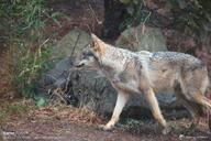 adult black_nose day eurasian_wolf eyes_open facing_side full_body gray_fur gray_wolf image mouth_closed outdoors single snow snowing standing tan_fur walking wild winter_coat // 4096x2731 // 2.0MB