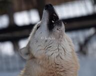 adult black_nose brown_eyes captivity cloudy cute day eyes_open facing_up gray_wolf howling image mouth_open outdoors partial_body single standing tan_fur teeth winter_coat // 4096x3228 // 1.1MB