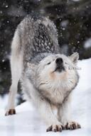 adult black_nose brown_eyes captivity day ears_back eyes_open facing_towards full_body gray_fur gray_wolf image mouth_closed outdoors single snow snowing squinting standing stretching winter_coat // 2730x4096 // 1.0MB