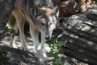 adult black_nose brown_eyes day eastern_wolf eyes_open facing_towards forest gray_fur gray_wolf image mouth_closed outdoors partial_body single standing walking wild winter_coat // 1620x1080 // 252KB