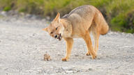 adult black_eyes black_nose day eyes_open facing_towards full_body funny golden_jackal grass hamster image mouth_open multiple_species outdoors squinting standing sunny tan_fur wild // 1600x900 // 379KB