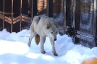adult black_nose brown_eyes captivity day eyes_open facing_side full_body gray_wolf image mouth_closed outdoors single snow standing tan_fur walking winter_coat zoo // 1620x1080 // 256KB